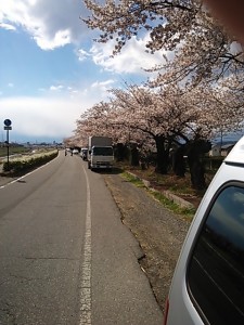 信州松本の桜