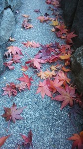 地面に落ちてもキレイな紅葉