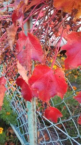 鮮やかで深い、調和のとれた秋の色をオシャレのお手本に